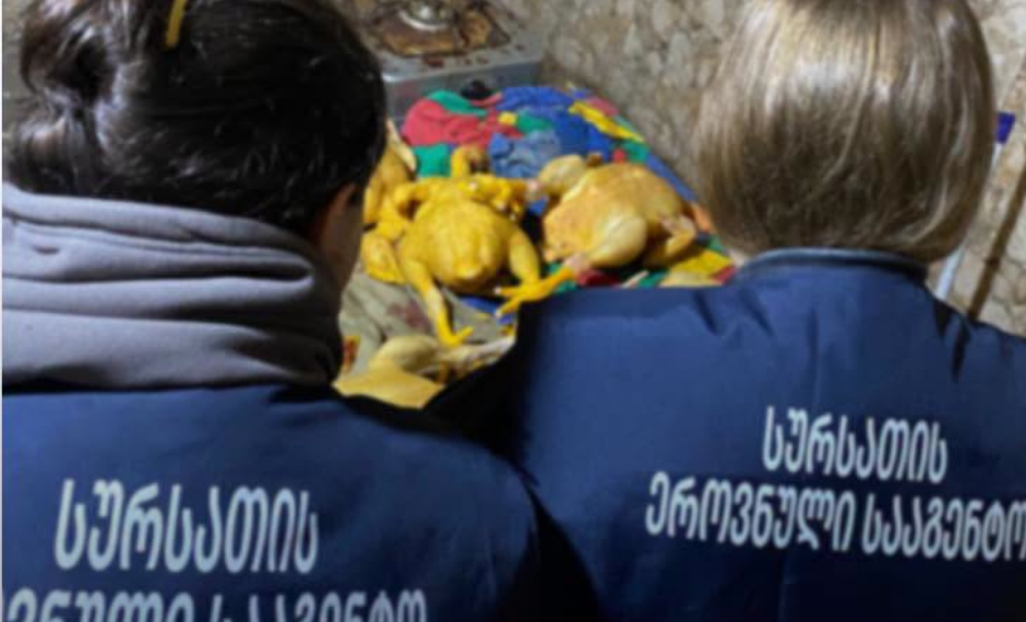 წყალტუბოსა და რეგიონებში ფრინველთა არალეგალური სასაკლაოები გამოვლინდა