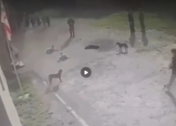 მიუსაფარმა ძაღლებმა 6 ადამიანი დაკბინეს საჯარო სკოლის ეზოში