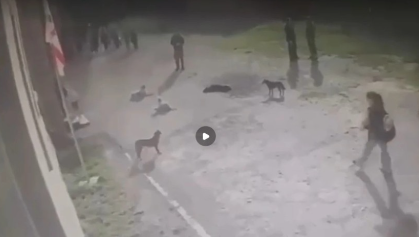 მიუსაფარმა ძაღლებმა 6 ადამიანი დაკბინეს საჯარო სკოლის ეზოში