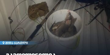 შიდა ქართლში ბრაკონიერობის ფაქტი გამოვლინდა