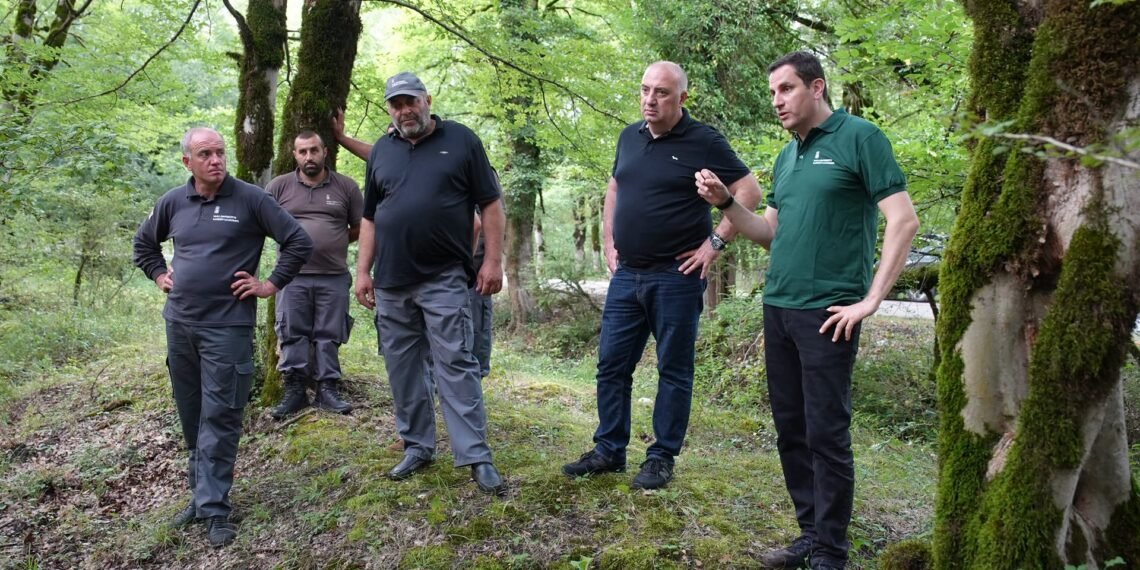 იმერეთის რეგიონში ტყის აღდგენის ღონისძიებები დამატებით 94 ჰექტარზე განხორციელდება